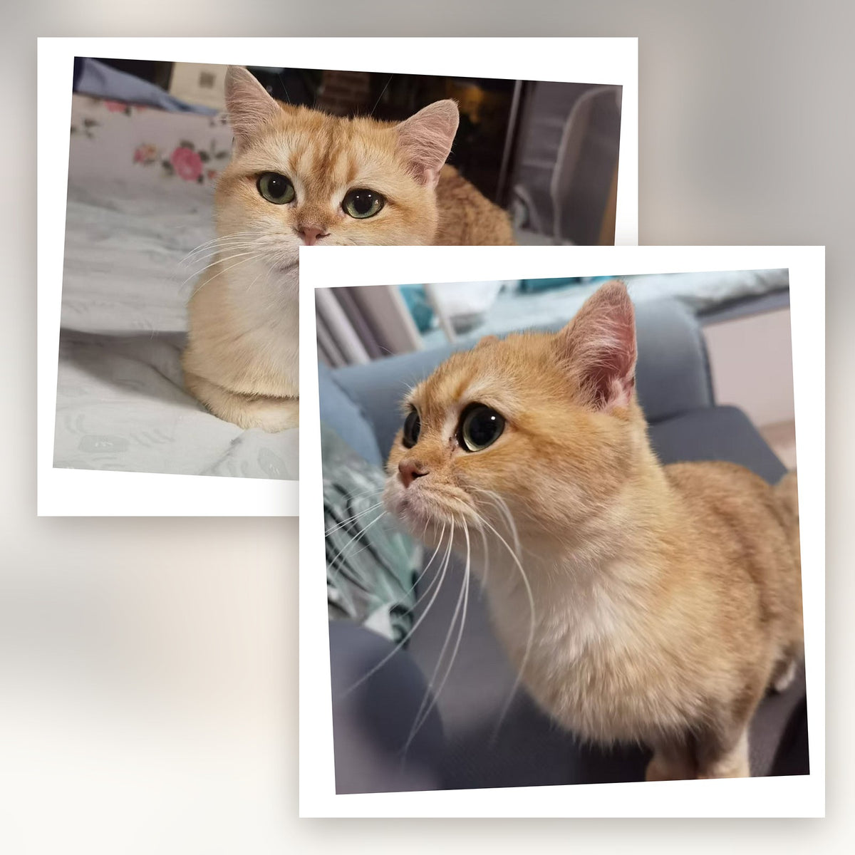 The two pet photos sent in - a front view and a three-quarter view of an orange tabby cat